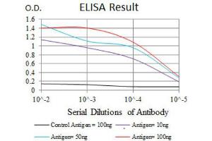 Red: Control Antigen (100ng) ; Purple: Antigen (10ng) ; Green: Antigen (50ng) ; Blue: Antigen (100ng). (RAP1A Antikörper)