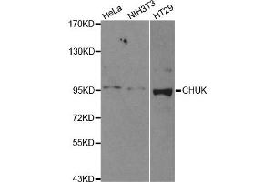 Western blot analysis of extracts of various cell lines, using CHUK antibody. (IKK alpha Antikörper)