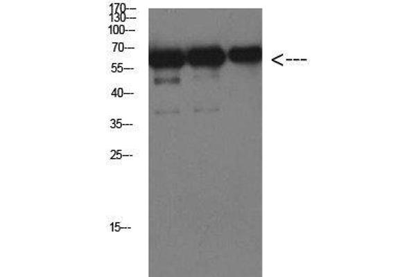 Luciferase Antikörper