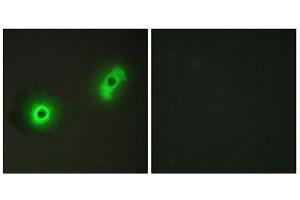Immunofluorescence (IF) image for anti-Cdk5 and Abl Enzyme Substrate 2 (CABLES2) (Internal Region) antibody (ABIN1850210) (CABLES2 Antikörper  (Internal Region))