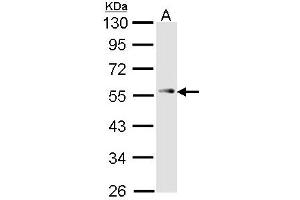 Image no. 1 for anti-Tumor Protein P53 (TP53) (AA 312-374) antibody (ABIN467631) (p53 Antikörper  (AA 312-374))