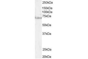 Image no. 1 for anti-Pescadillo Ribosomal Biogenesis Factor 1 (PES1) (N-Term) antibody (ABIN374331) (PES1 Antikörper  (N-Term))