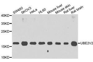 Western blot analysis of extracts of various cell lines, using UBE2V2 antibody. (UBE2V2 Antikörper  (AA 1-145))