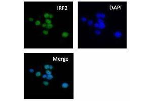 Immunofluorescence (IF) image for anti-Interferon Regulatory Factor 2 (IRF2) antibody (ABIN2665203) (IRF2 Antikörper)