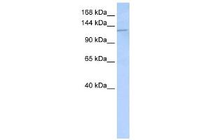 Western Blotting (WB) image for anti-Desmoglein 2 (DSG2) antibody (ABIN2458922) (Desmoglein 2 Antikörper)