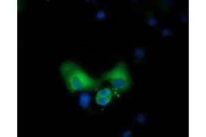 Immunofluorescence (IF) image for anti-COBW Domain Containing 1 (CBWD1) antibody (ABIN1497114) (CBWD1 Antikörper)