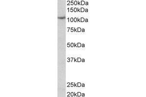 Western Blotting (WB) image for anti-Thyroid Peroxidase (TPO) (C-Term) antibody (ABIN2464934) (Thyroperoxidase Antikörper  (C-Term))