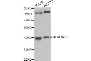 Western blot analysis of extracts of various cell lines, using SERPINB5 antibody (ABIN5970525) at 1/1000 dilution. (SERPINB5 Antikörper)