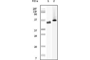 Western Blotting (WB) image for anti-PTK6 Protein tyrosine Kinase 6 (PTK6) (truncated) antibody (ABIN2464095) (PTK6 Antikörper  (truncated))