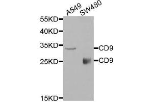 Western blot analysis of extracts of A549 and SW480 cells, using CD9 antibody. (CD9 Antikörper)