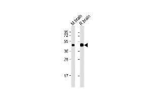 All lanes : Anti-CNP Antibody (N-Term) at 1:2000 dilution Lane 1: mouse brain lysates Lane 2: rat brain lysates Lysates/proteins at 20 μg per lane. (Cnpase Antikörper  (AA 92-126))