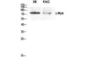 Western Blotting (WB) image for anti-V-Myb Myeloblastosis Viral Oncogene Homolog (Avian) (MYB) (Ser93) antibody (ABIN3179961) (MYB Antikörper  (Ser93))