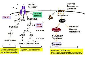 Diagram of glycogen synthase as a component of insulin signal transduction pathways. (Glycogen Synthase Antikörper  (pSer641))