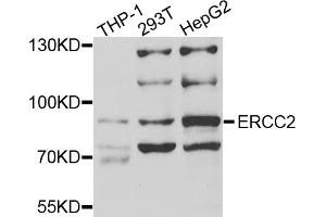 Western blot analysis of extracts of various cell lines, using ERCC2 antibody (ABIN5973287) at 1/1000 dilution. (ERCC2 Antikörper)