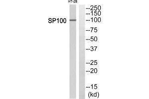 Western Blotting (WB) image for anti-SP100 Nuclear Antigen (SP100) (Internal Region) antibody (ABIN1851720) (SP100 Antikörper  (Internal Region))