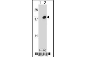 Western blot analysis of ISG15 using rabbit polyclonal using 293 cell lysates (2 ug/lane) either nontransfected (Lane 1) or transiently transfected (Lane 2) with the ISG15 gene. (ISG15 Antikörper  (C-Term))