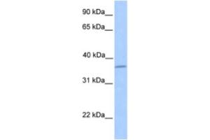 Western Blotting (WB) image for anti-Layilin (LAYN) antibody (ABIN2463558) (Layilin Antikörper)