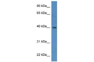 Western Blotting (WB) image for anti-ELMO/CED-12 Domain Containing 3 (ELMOD3) (C-Term) antibody (ABIN786164) (ELMOD3 Antikörper  (C-Term))