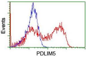 HEK293T cells transfected with either RC200592 overexpress plasmid (Red) or empty vector control plasmid (Blue) were immunostained by anti-PDLIM5 antibody (ABIN2455650), and then analyzed by flow cytometry. (PDLIM5 Antikörper)