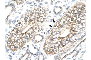 FLJ11730 antibody was used for immunohistochemistry at a concentration of 4-8 ug/ml to stain Epithelial cells of collecting tubule (lndicated with Arrows) in Human Kidney. (FLJ11730 (N-Term) Antikörper)