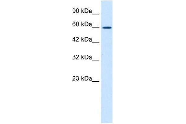 ZNF12 Antikörper  (N-Term)