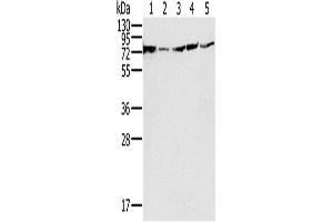 Western Blotting (WB) image for anti-NADH Dehydrogenase (Ubiquinone) Fe-S Protein 1, 75kDa (NADH-Coenzyme Q Reductase) (NDUFS1) antibody (ABIN2430526) (NDUFS1 Antikörper)