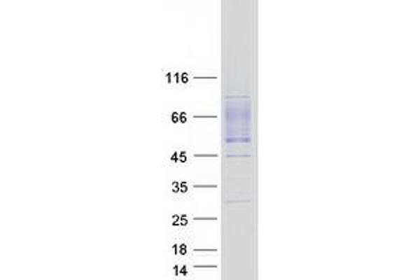 C1orf85 Protein (Myc-DYKDDDDK Tag)