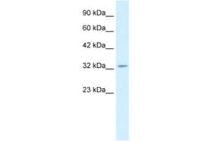 Western Blotting (WB) image for anti-Paired Box 9 (PAX9) antibody (ABIN2460900) (PAX9 Antikörper)