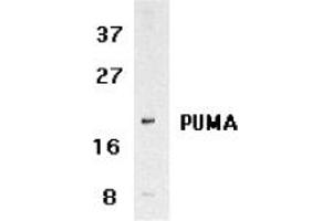 Image no. 2 for anti-BCL2 Binding Component 3 (BBC3) (C-Term) antibody (ABIN209040) (PUMA Antikörper  (C-Term))