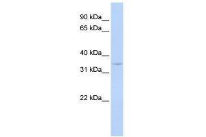 Western Blot showing CCNG1 antibody used at a concentration of 1-2 ug/ml to detect its target protein. (Cyclin G1 Antikörper  (N-Term))