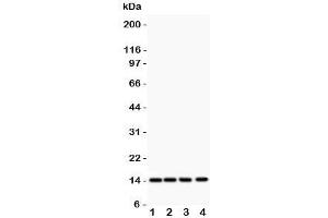 Western blot testing of PDGF-B antibody and Lane 1:  rat heart;  2: (r) brain;  3: mouse heart;  4: human HeLa lysate  Predicted size: ~15KD monomer and ~32KD dimer (PDGFB Antikörper  (AA 82-190))