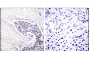 Immunohistochemistry (IHC) image for anti-Thioredoxin Reductase 2 (TXNRD2) (AA 471-520) antibody (ABIN2889283) (TXNRD2 Antikörper  (AA 471-520))