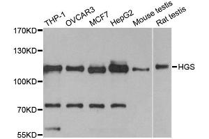 Western blot analysis of extracts of various cell lines, using HGS antibody. (HGS Antikörper)