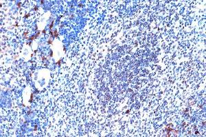Immunohistochemistry of paraffin-embedded mouse spleen using JunD Rabbit mAb (ABIN7268051) at dilution of 1:100 (40x lens). (JunD Antikörper)
