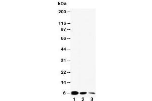 Western blot testing of EGF antibody and Lane 1:  recombinant mouse protein 10ng (EGF Antikörper  (C-Term))