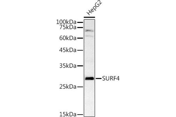 Surfeit 4 Antikörper  (AA 50-150)