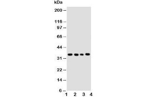 Western blot testing of Bub3 antibody and Lane 1:  HeLa;  2: A549;  3: Jurkat;  4: COLO320 cell lysate (BUB3 Antikörper  (Middle Region))