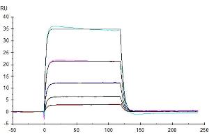 Surface Plasmon Resonance (SPR) image for HERV-H LTR-Associating 2 (HHLA2) (AA 23-344) protein (Fc Tag) (ABIN7273964)