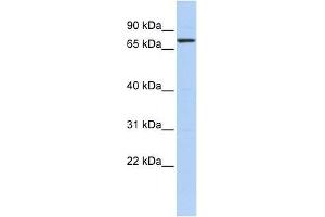 KLHL5 antibody used at 2. (KLHL5 Antikörper  (N-Term))