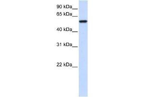 ZNF675 antibody used at 0. (ZNF675 Antikörper  (N-Term))