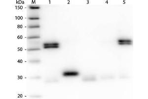 Western Blot of Anti-Rat IgG (H&L) (GOAT) Antibody (Min X Human Serum Proteins) . (Ziege anti-Ratte IgG (Heavy & Light Chain) Antikörper (FITC) - Preadsorbed)