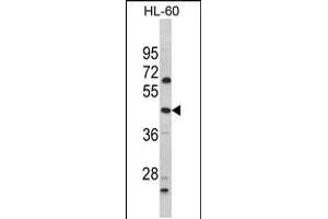 Western blot analysis of PTAR1 Antibody in HL-60 cell line lysates (35ug/lane) (PTAR1 Antikörper  (AA 60-89))