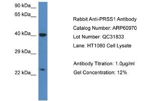 Western Blotting (WB) image for anti-Protease, serine, 1 (Trypsin 1) (PRSS1) (C-Term) antibody (ABIN786306) (PRSS1 Antikörper  (C-Term))