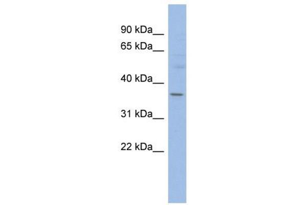 HMGCLL1 Antikörper  (N-Term)