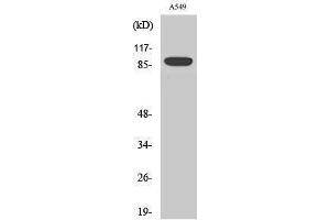Western Blotting (WB) image for anti-Exonuclease 1 (EXO1) (N-Term) antibody (ABIN3184566) (Exonuclease 1 Antikörper  (N-Term))