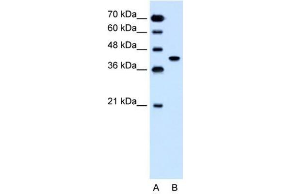 SLC35B1 Antikörper  (C-Term)