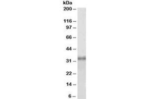 Western blot testing of HEK293 lysate with Fibrillarin antibody at 1ug/ml. (Fibrillarin Antikörper)