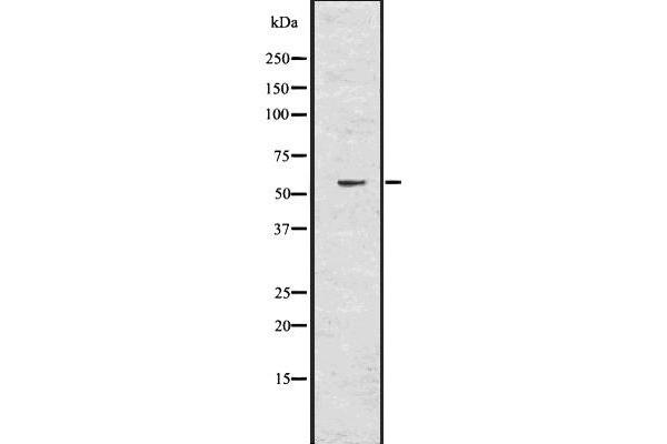 T-Bet Antikörper  (Internal Region)