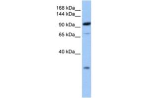 Western Blotting (WB) image for anti-Adaptor-Related Protein Complex 2, beta 1 Subunit (AP2B1) antibody (ABIN2463570) (AP2B1 Antikörper)