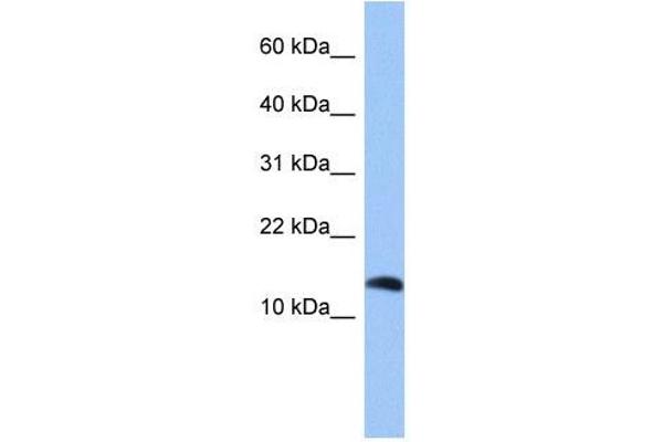 Parathyroid Hormone 2 (PTH2) (Middle Region) Antikörper